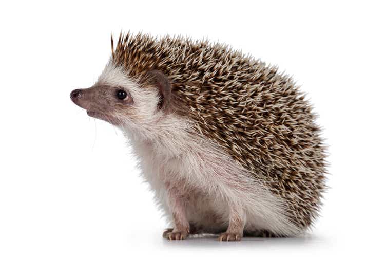 Four toed hedgehog on white background