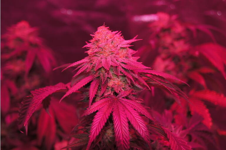 Close-up of a Flowering Cannabis Plant under LED Light