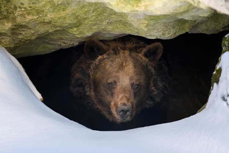 Brown bear looks out of its den in the woods under a large rock in winter