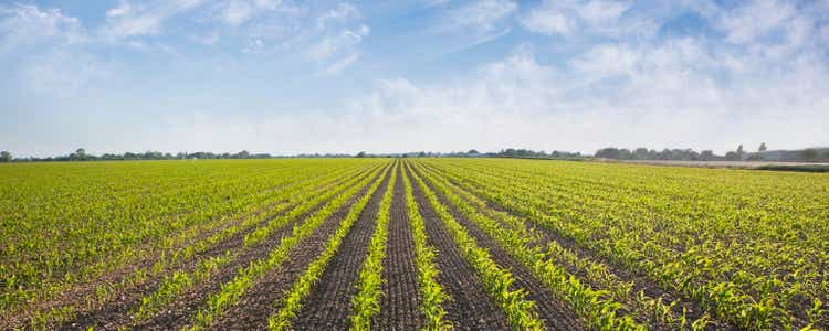 Plants growing in field