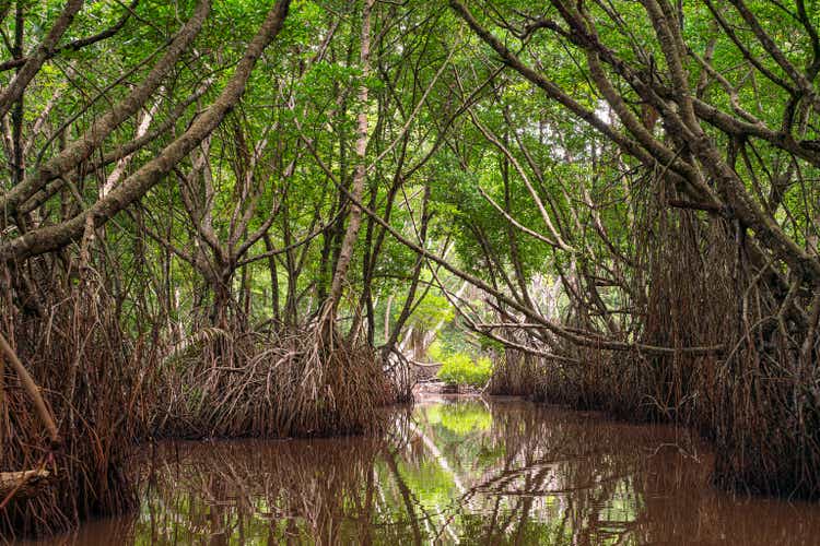 Mangrove forest on Bentota River, Sri Lanka.