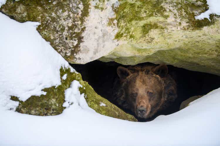 Brown bear looks out of its den in the woods under a large rock in winter