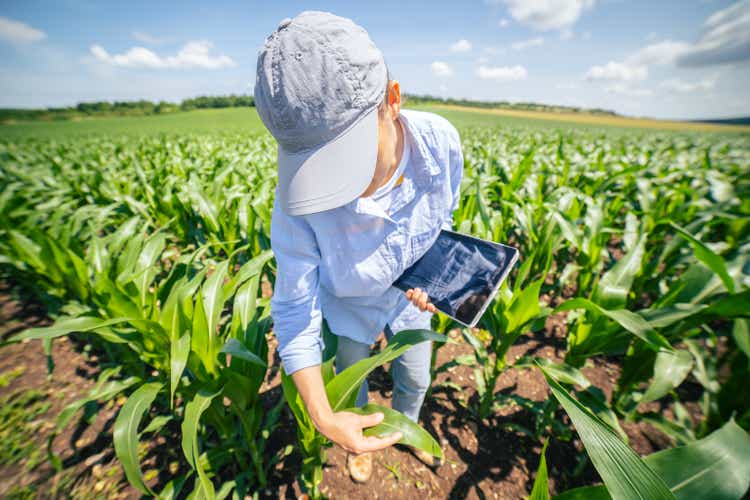 Regenerative organic farm. Farmer woman examining young corn plants in the middle of a cultivated field. Checking out the seedlings, using digital tablet. Agricultural Occupation.