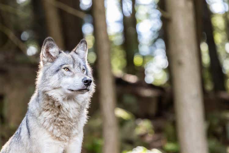Large grey wolf looking after rivals and danger in the forest