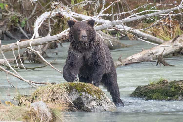 Alaska Brown bear (grizzly) looking forward as he climbs on a rock