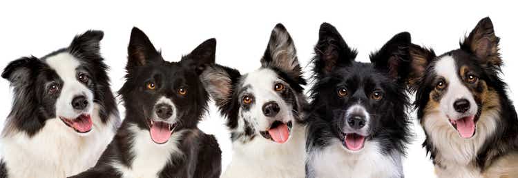 five border collie dog portrait