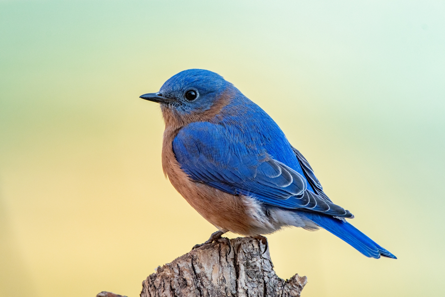 bluebird bio's lovo-cel won't have FDA advisory panel meeting | Seeking