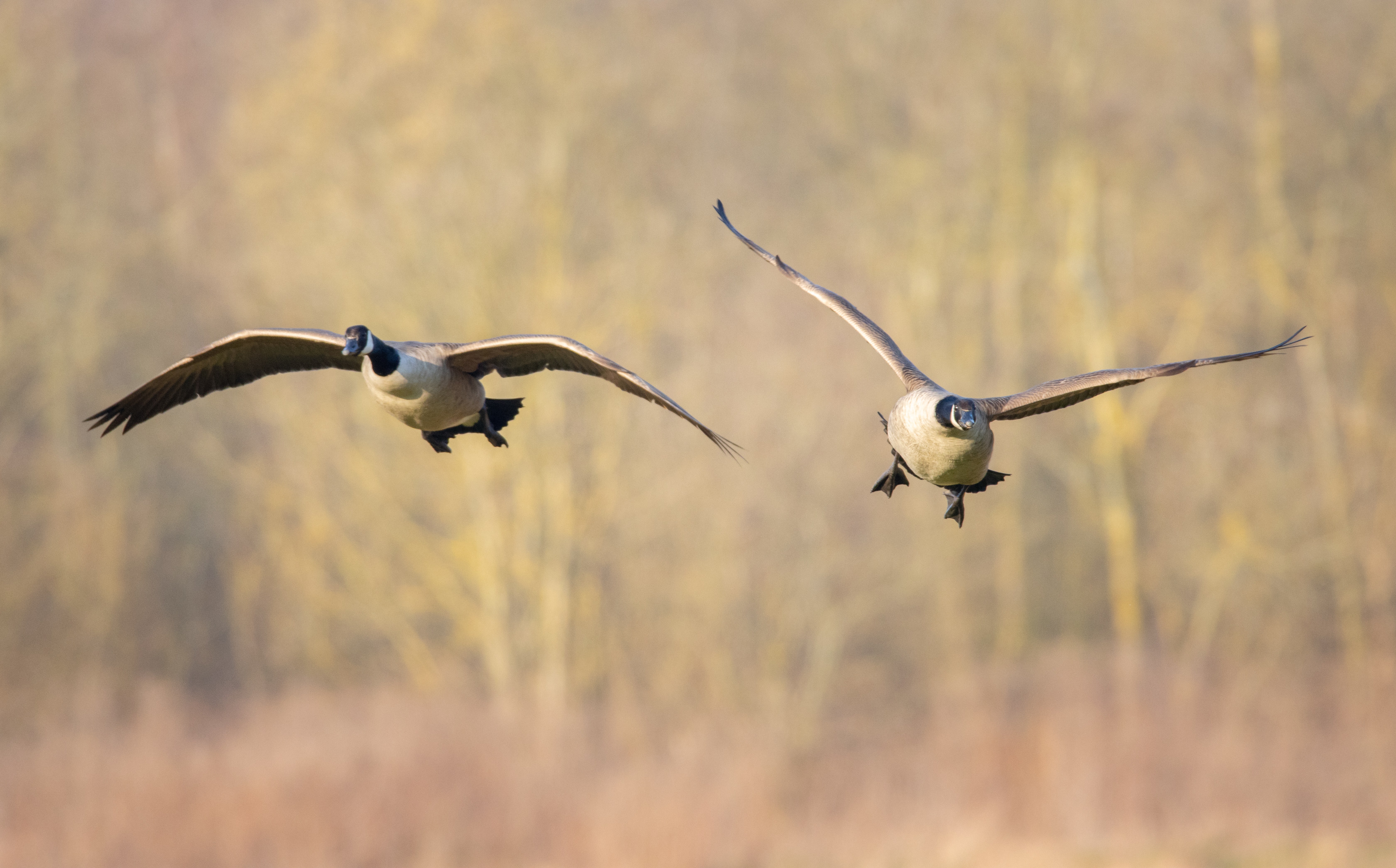 Canada goose yahoo finance germany sale