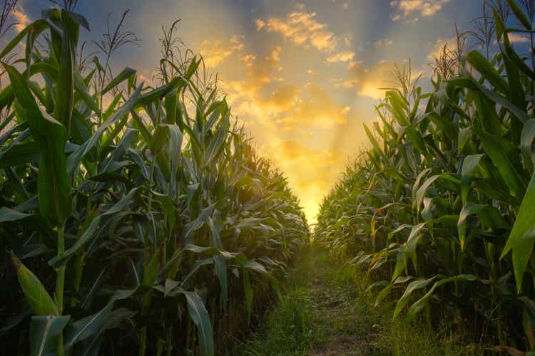 corn field in agricultural garden and light shines sunset