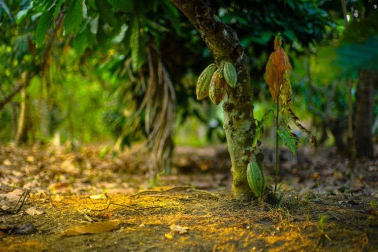 Chocolate tree