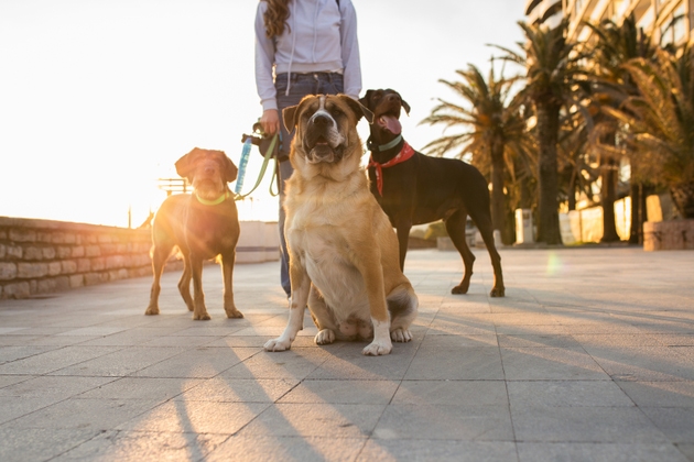 Three dogs walking with female dog walker