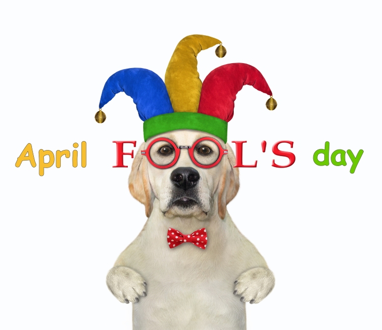 Dog labrador celebrates fool"s day