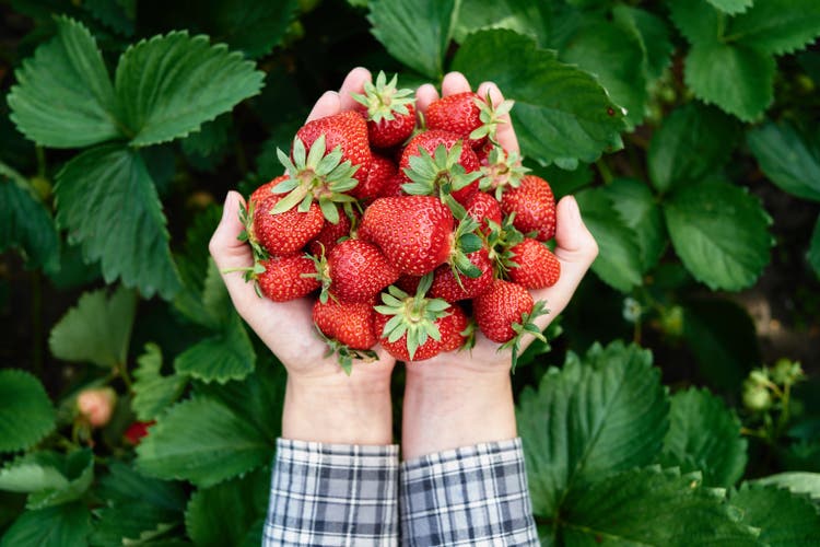 Closeup of woman hands holding freshly picked strawberries in garden, copy space. Handful of ripe red strawberry on green leaves background. Healthy food concept