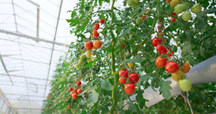 Tomato plants growing in greenhouse