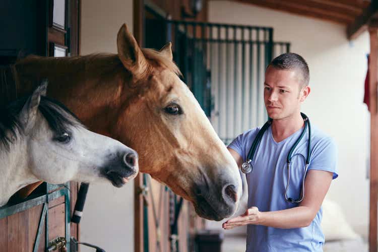 Veterinarian during medical care of horses in stables