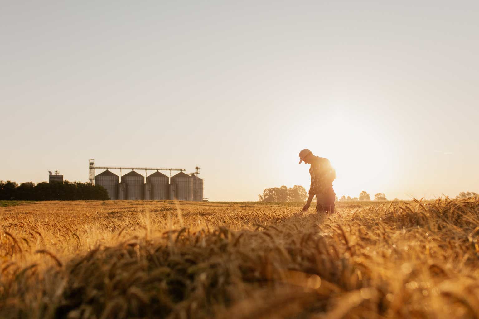 Silhouette of man examining wheat crops on field