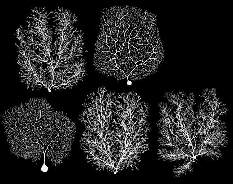 human development biology neuron with cell on black