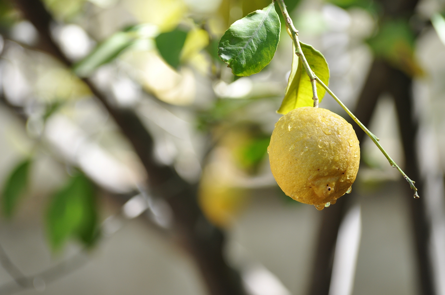 Limoneira Stock: Significantly Undervalued, Potential Upside 50-100% ...