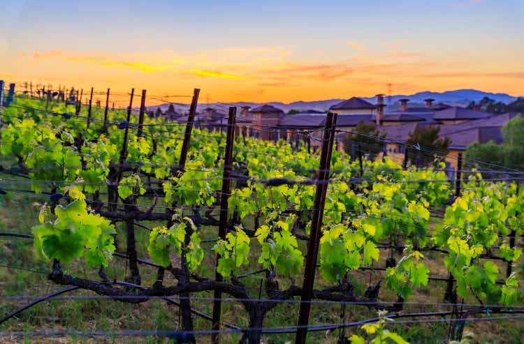 Grape vines at a vineyard in the spring in Napa Valley, California, USA