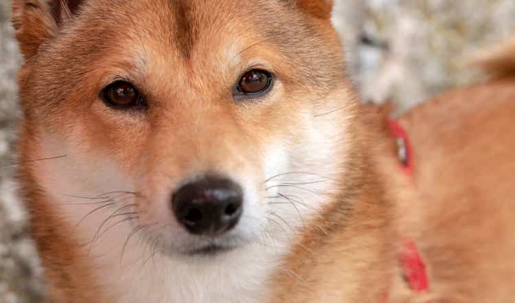 Portrait of cute red Shiba Inu dog looking at camera - face close up