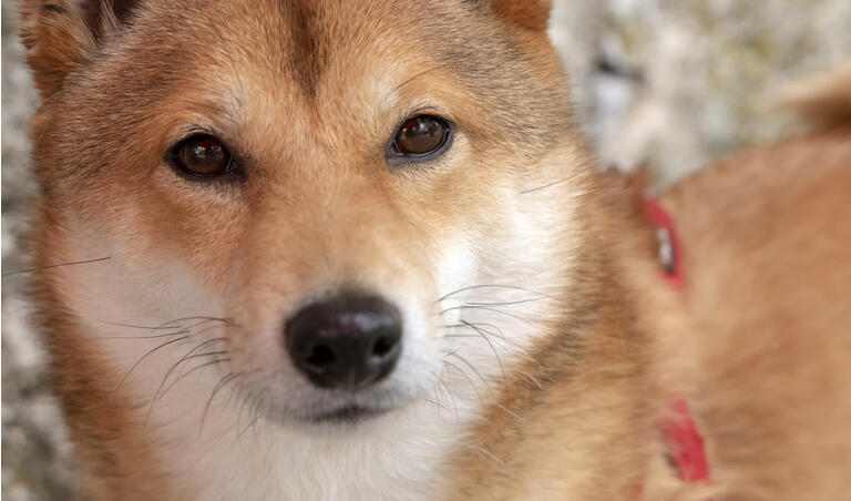Potret anjing Shiba Inu merah yang lucu melihat ke kamera - wajah dari dekat