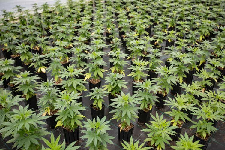 Large Number of Cannabis Seedlings in Pots