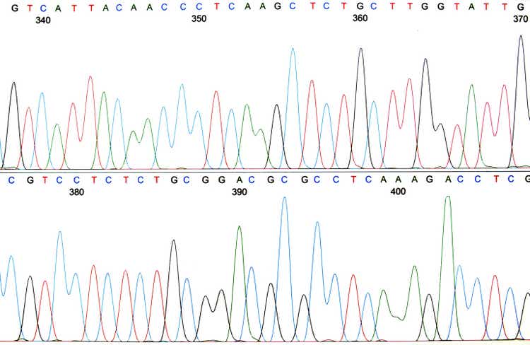 Printout of a DNA sequence chromatogram