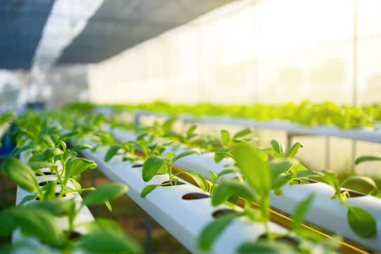 organic hydroponic vegetable garden at greenhouse and light of sunset.