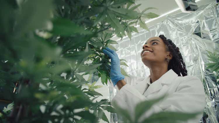 African ehtnicity female scientists checking medical marijuana plant. Spraying the leaves. Team in background.