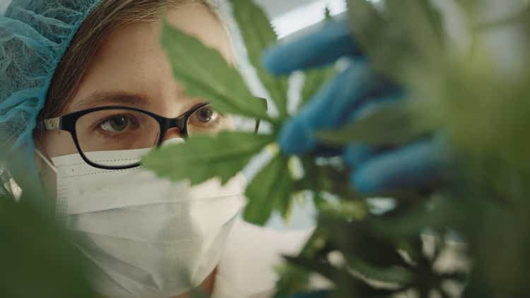 Female scientist taking care of marijuana plant in modern laboratory. Checking the leaves, preparing samples