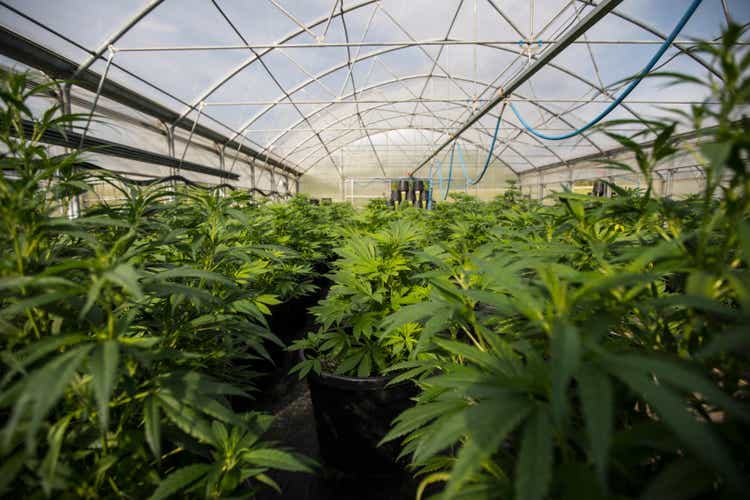 Cannabis farm greenhouse