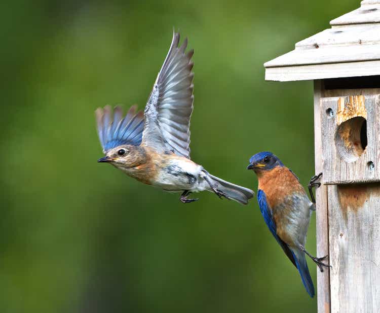 Female Eastern bluebird Sialia sialis flying away from nesting box as the male looks on