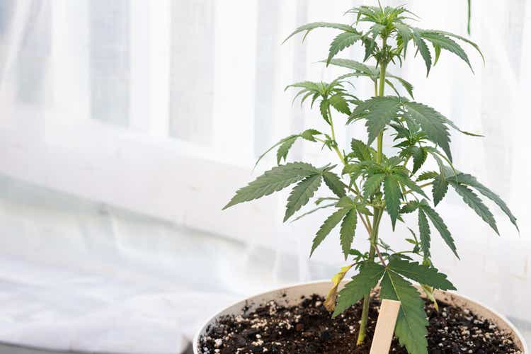 Cannabis / CBD/ CBG Plant