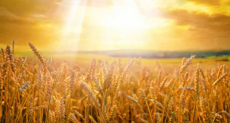 Field of ripe golden wheat in rays of sunlight at sunset against background of sky with clouds.