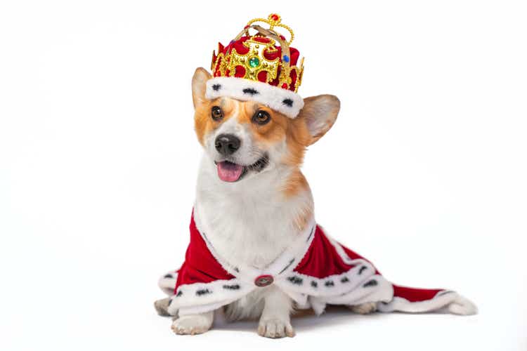 Lovely smiling welsh corgi Pembroke dog in crown decorated with precious stones and in red royal mantle with fur, front view, isolated on white background. Noble breed for kings