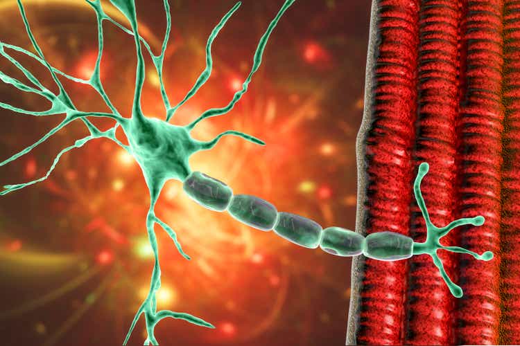 Motor neuron connecting to muscle fiber, 3D illustration