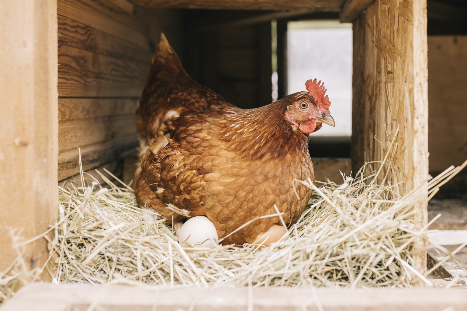 seekingalpha.com - Fernanda Galvez Jalil - Vital Farms Stock: The Thesis Isn't Broken, But Confidence Certainly Is (NASDAQ:VITL)