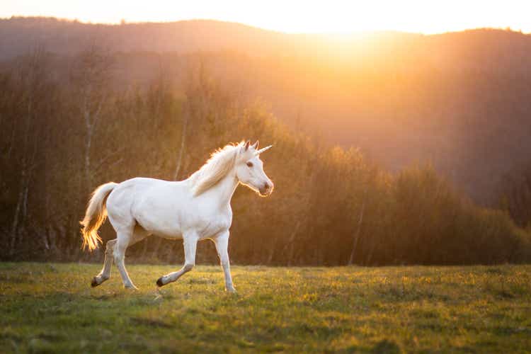 Horse in nature