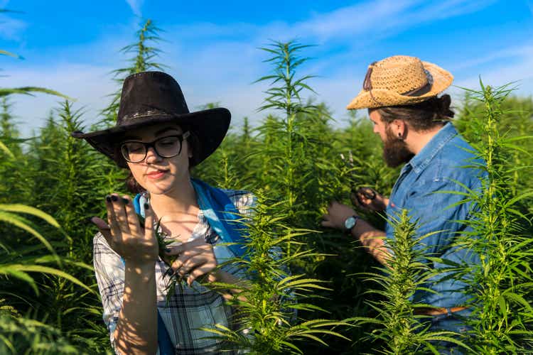 Young farmers among marijuana plantations for medicinal purposes