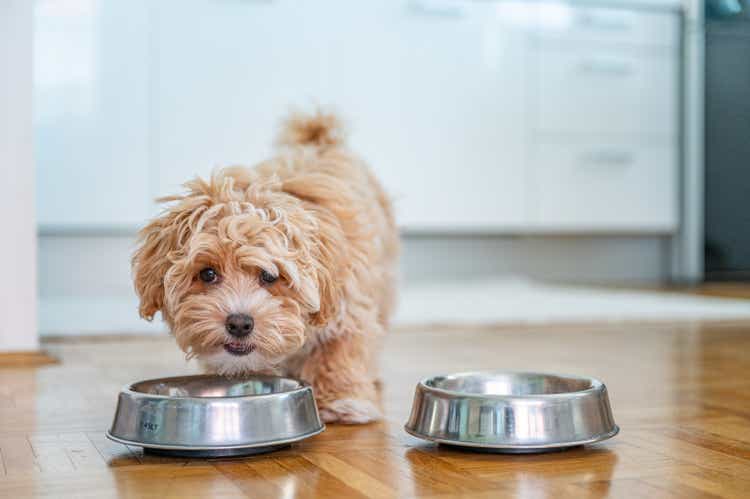 Little cute maltipoo puppy