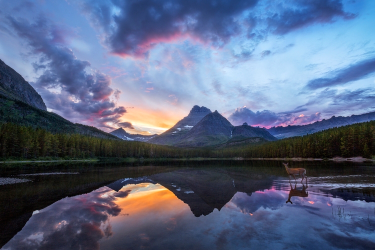 Rocky Mountain Mule Deer Wading in Lake at Sunset