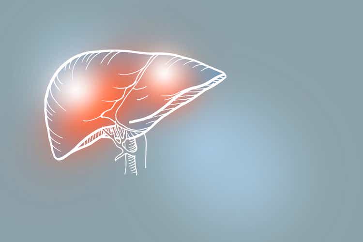 Handrawn illustration of human Liver on light gray background.