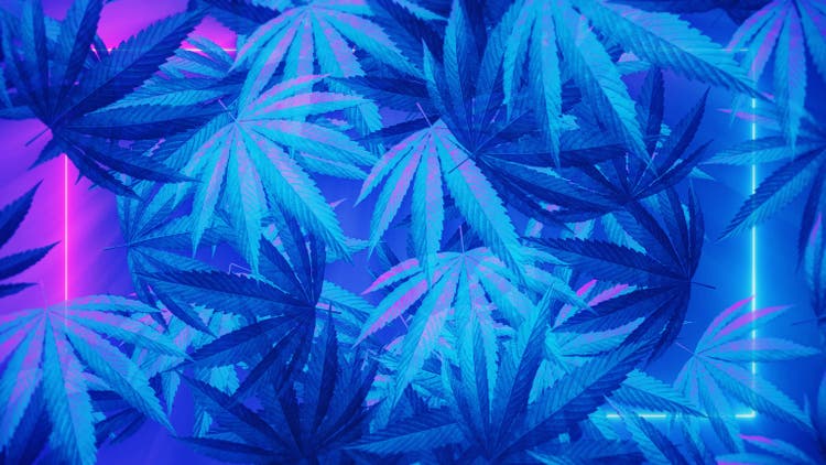 marijuana neon background.