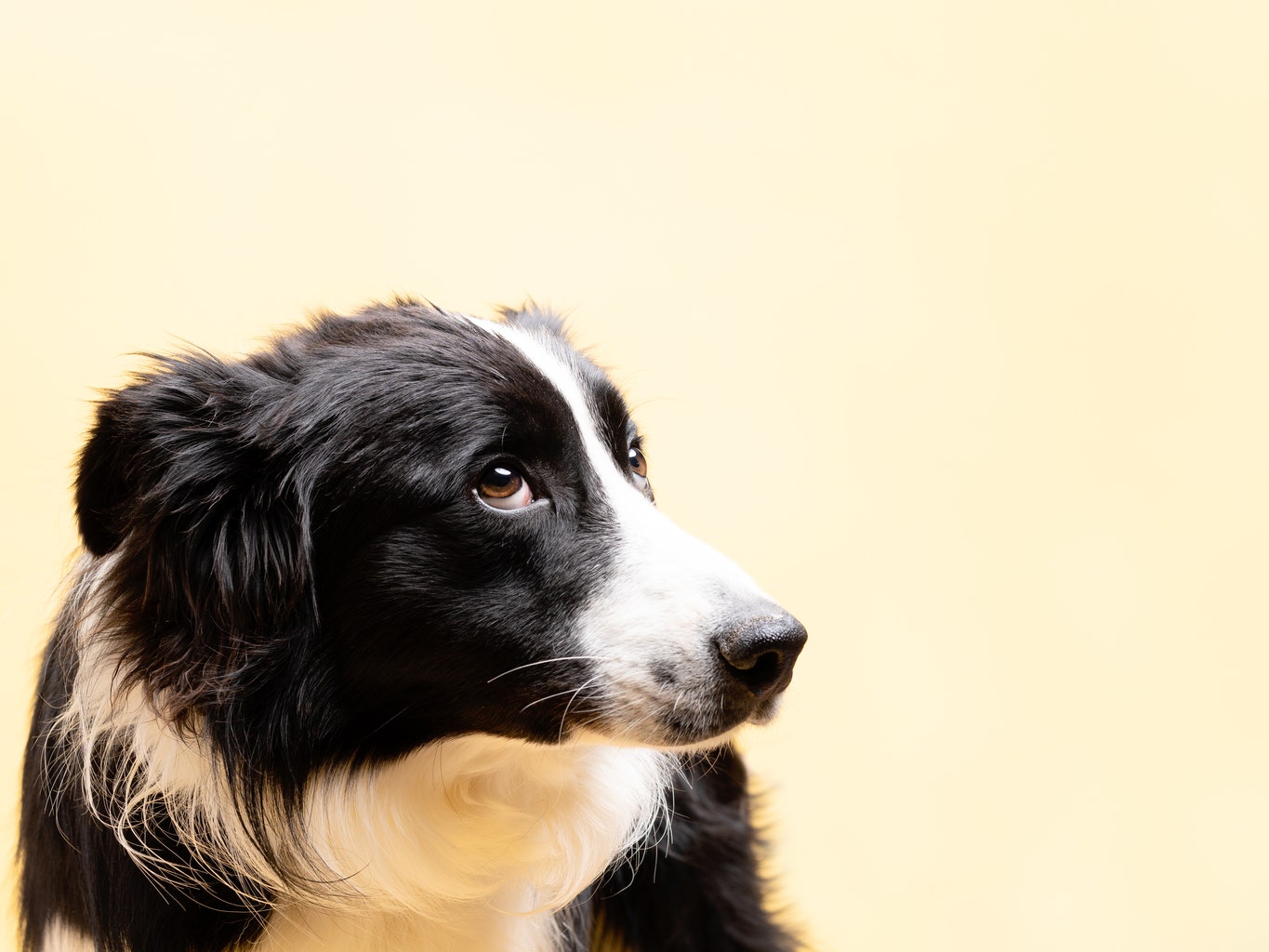 Collie room border chat Border Collie