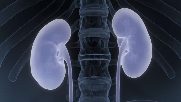 Human Urinary System Kidneys Anatomy