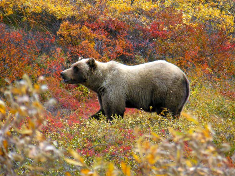 Grizzly in Fall
