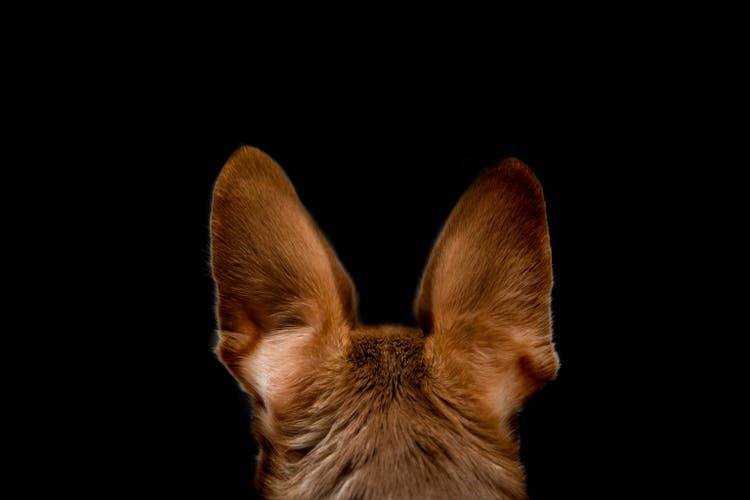 big, red dog ears back view