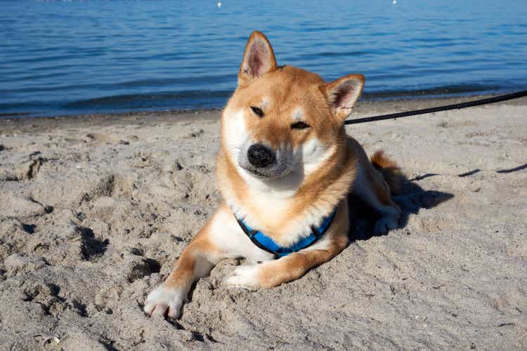 sesame shiba inu dog on the beach at the baltic sea