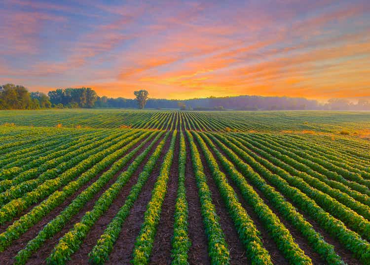 Healthy young soybean crop in field at dawn.