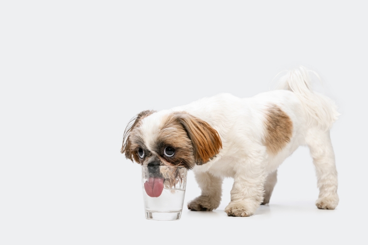 One cute little Shih Tzu dog drinking water from glass isolated over white studio background. Copyspace for ad.